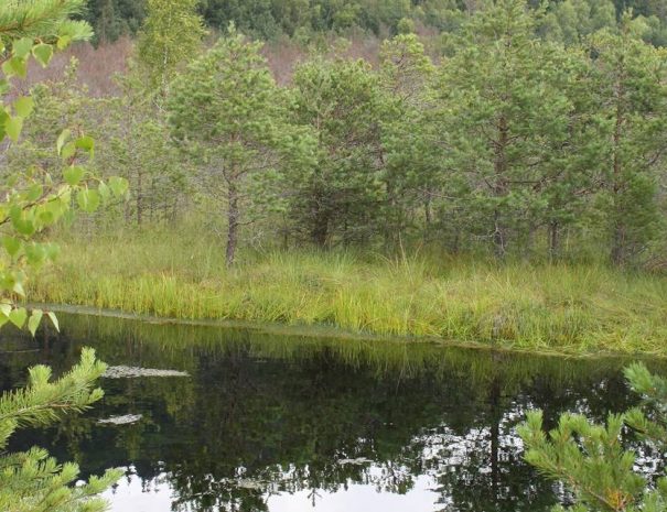 Mohos-tőzegláp, Székelyföld