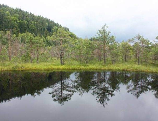 Mohos-tőzegláp, Székelyföld